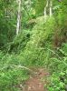 Maunawili Demonstration Trail